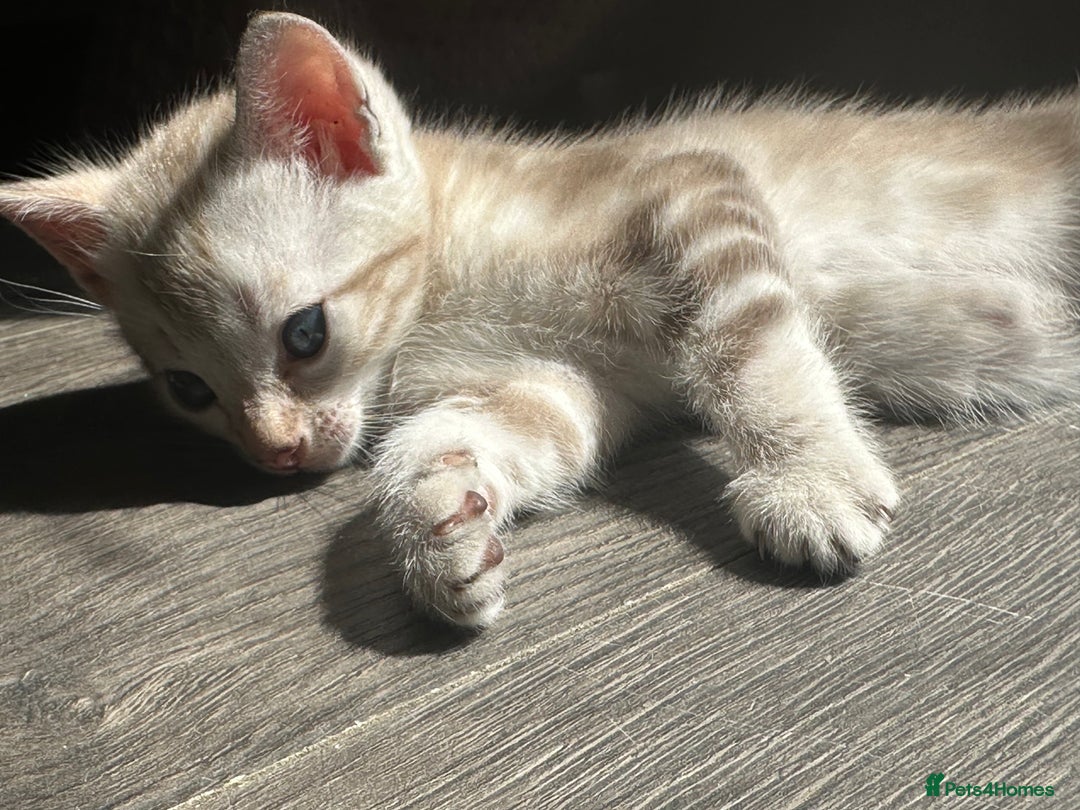 Bengal cats for sale: Snow Mink/Brown Rossette Blue Eyed Bengals - Image 13