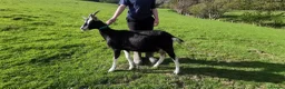 Goats livestock for sale: 5 goats  pedegri British alpine goats milk in Oswestry - Advert 9