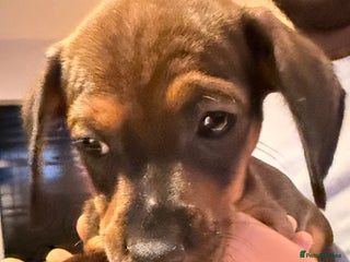 Miniature Dachshund dogs Miniature Smooth-Haired Dachshund - Advert 18