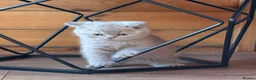 British Shorthair cats for sale: British Shorthair Boy - Advert 8