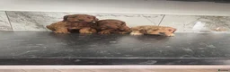 Cavapoo dogs for sale: Ready now f1 Cavapoo puppies (toy poodle) in Wingate - Advert 8