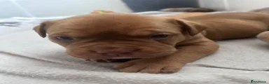 Scooby