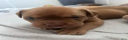Mixed Breed dogs for sale: OLDE STAFF ENGLISH BULLDOGGE - Advert 7