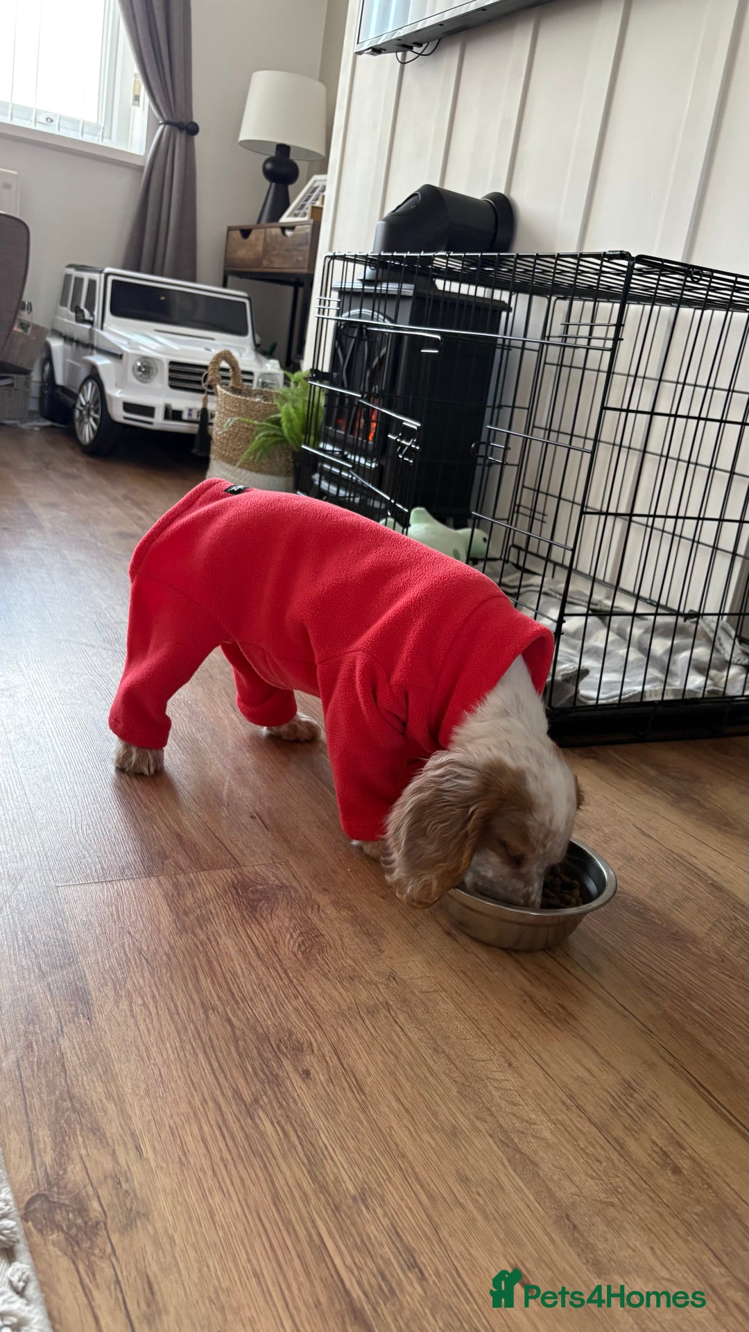 Cocker Spaniel dogs for sale: Winny - Advert 5