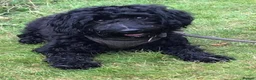 Cockapoo dogs for sale: 4 F2b male Cockapoos for sal - Advert 3