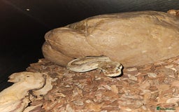 Python Snake reptiles for sale: Royal python Bolton area - Image 3