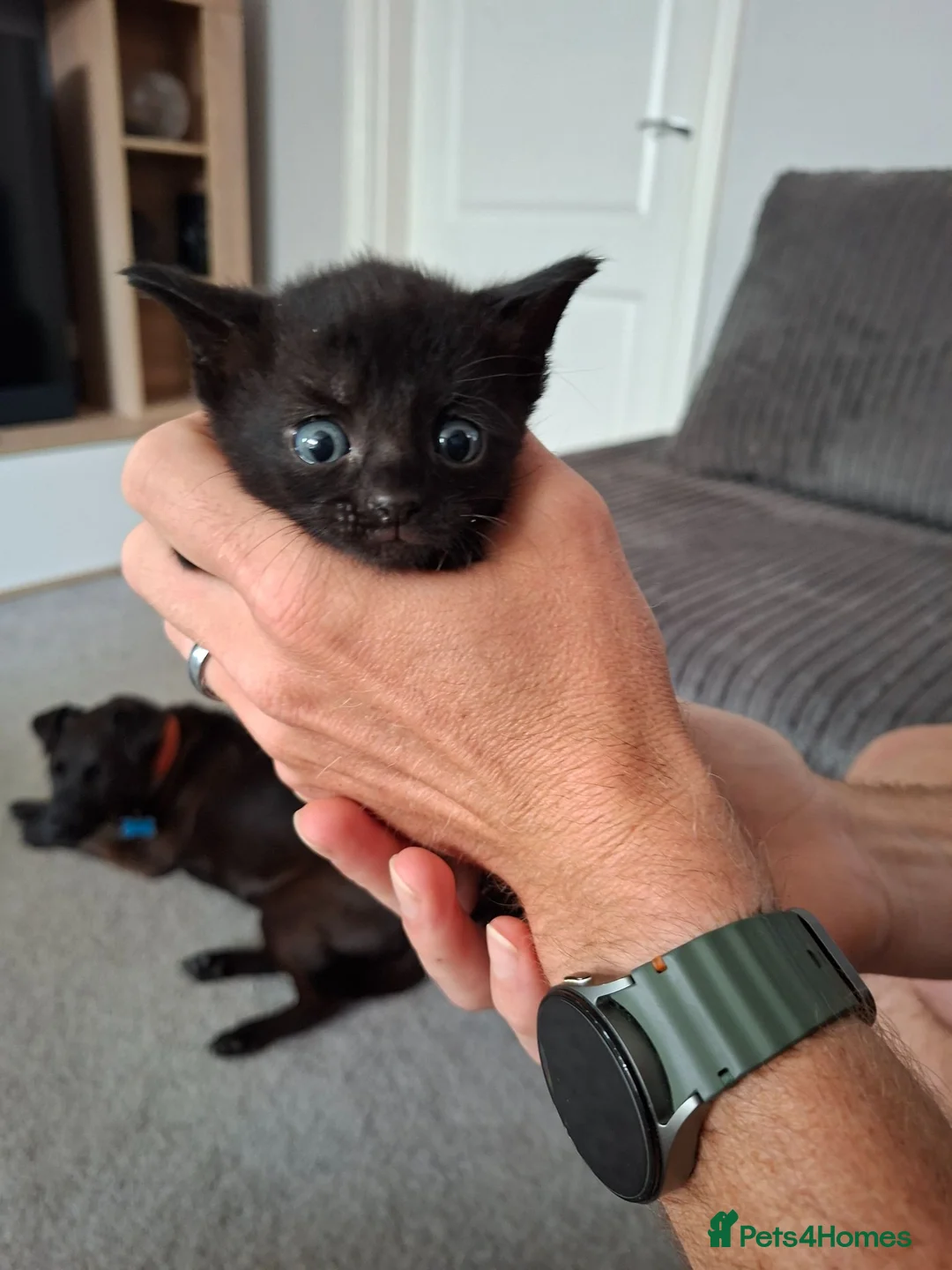 Mixed Breed cats for sale: Kittens ready now 4 x boys 1 x girl - Advert 11