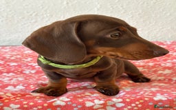 Miniature Dachshund dogs for sale: Miniature Chocolate & Tan Dachshund Quick sale  - Image 27