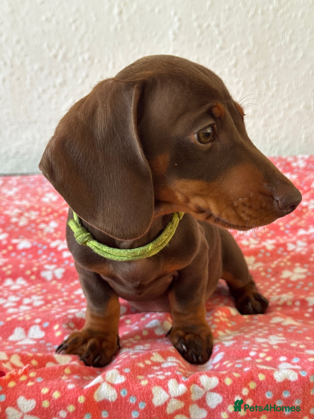 Miniature Dachshund dogs for sale: Miniature Chocolate & Tan Dachshund Quick sale  - Image 27