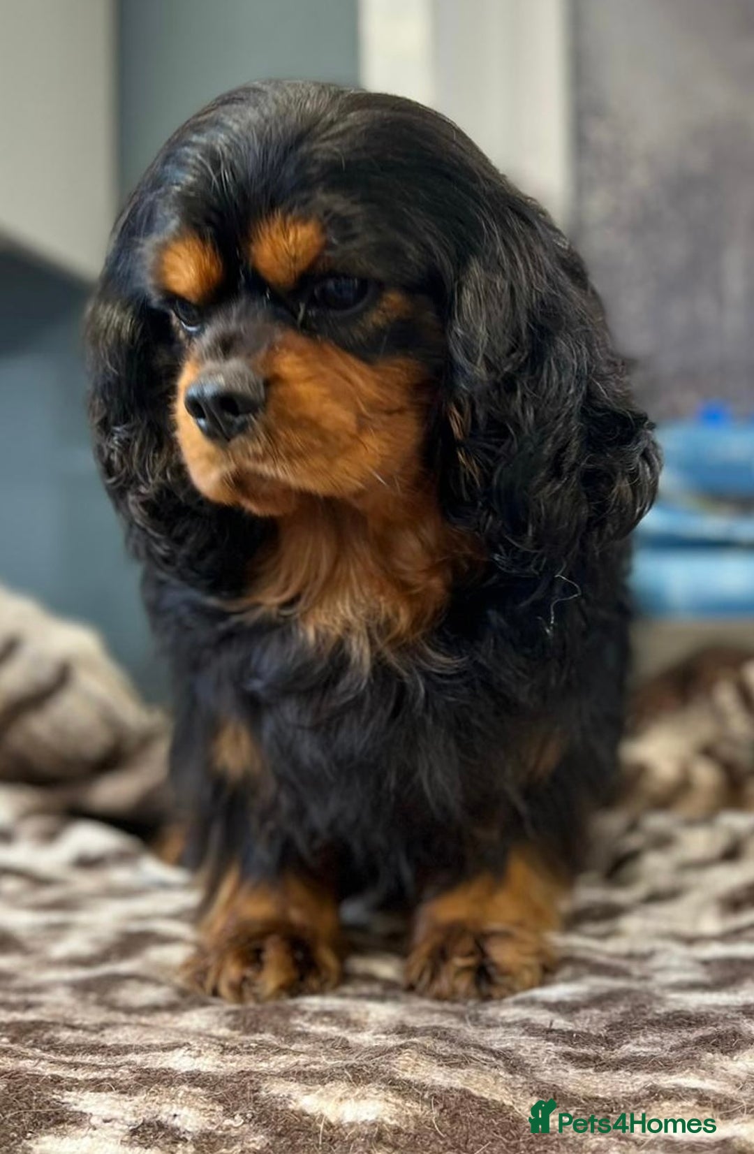 Cavalier King Charles Spaniel dogs for sale: 🐶KC REG, EXTENSIVELY HEALTH TESTED CAVALIER 🐶  - Advert 33