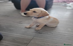 Labrador Retriever dogs for sale: Labrador puppy with papers  - Image 17