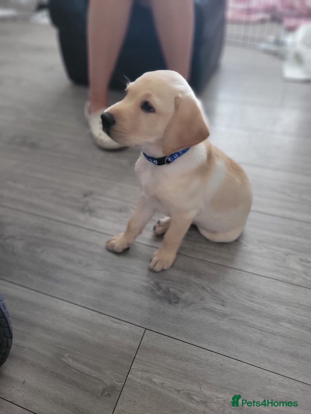 Labrador Retriever dogs for sale: Labrador puppy with papers  - Image 17