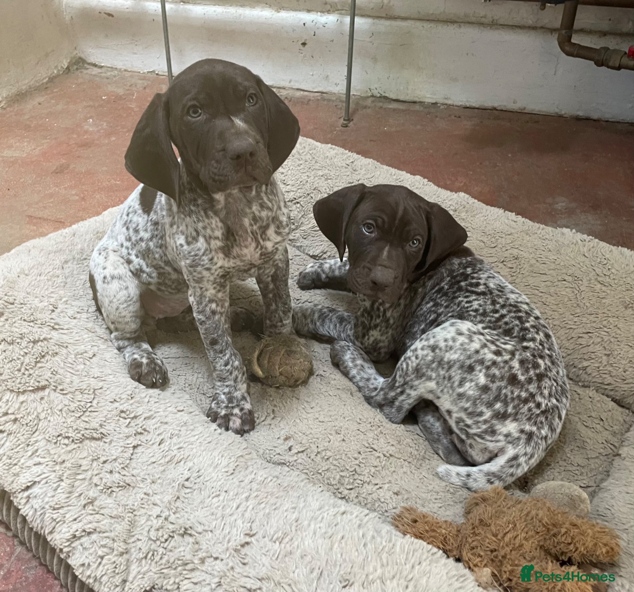 German Shorthaired Pointer dogs for sale: Choice of two sisters  - Advert 1