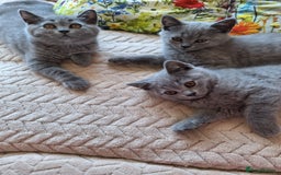 Scottish Fold cats for sale: Discount! Half price! Pure breed Scottish Fold  - Image 16