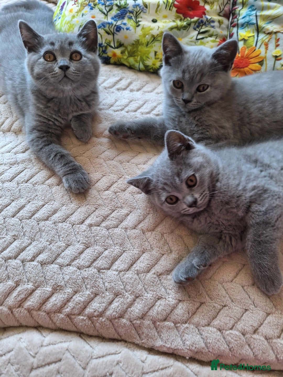 Scottish Fold cats for sale: Discount! Half price! Pure breed Scottish Fold  - Image 16