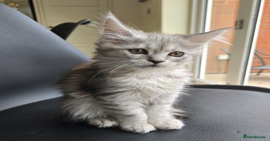 Maine Coon cats - Advert 6