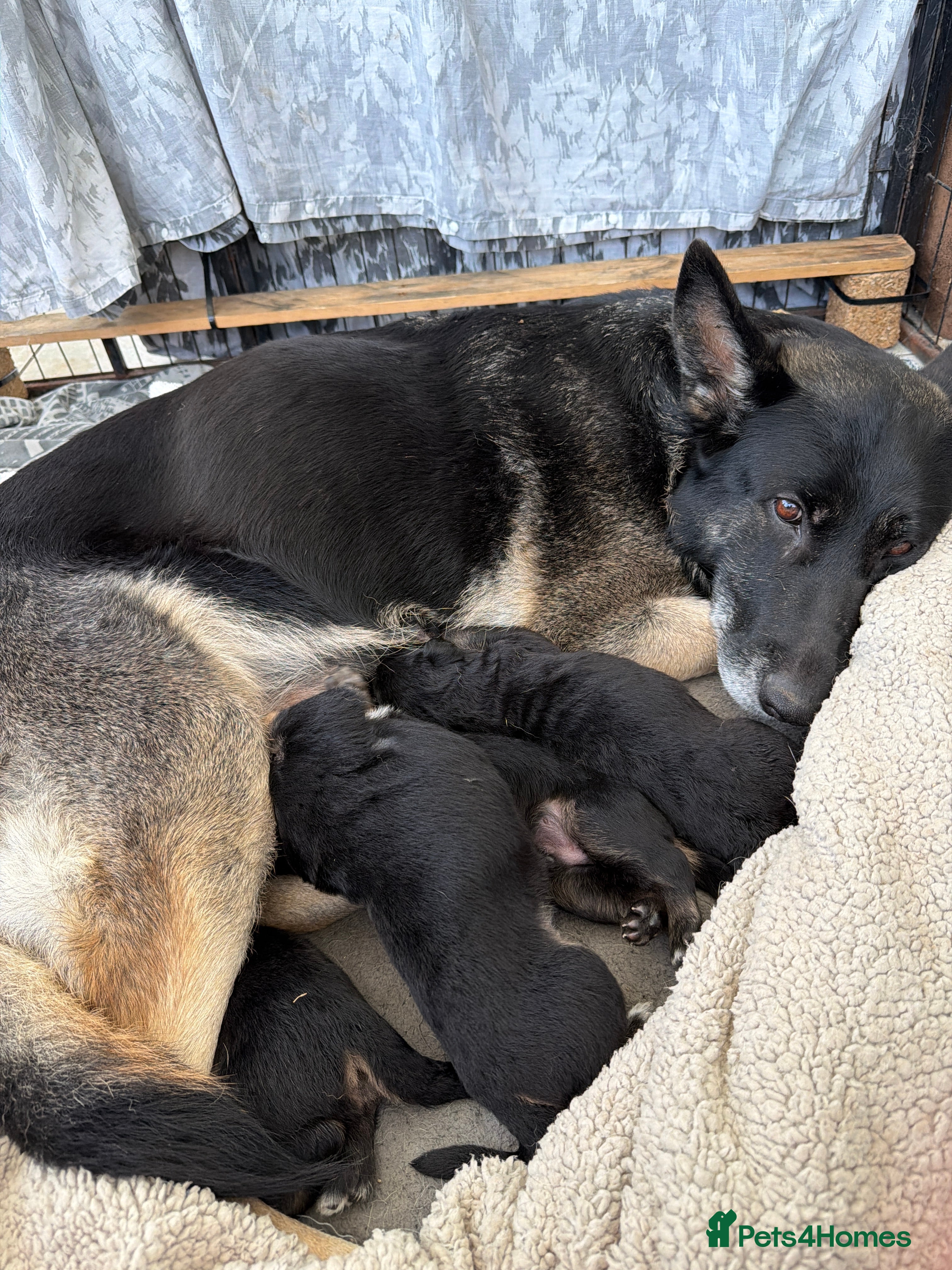 German Shepherd dogs Short haired German shepherd puppies  - Advert 2
