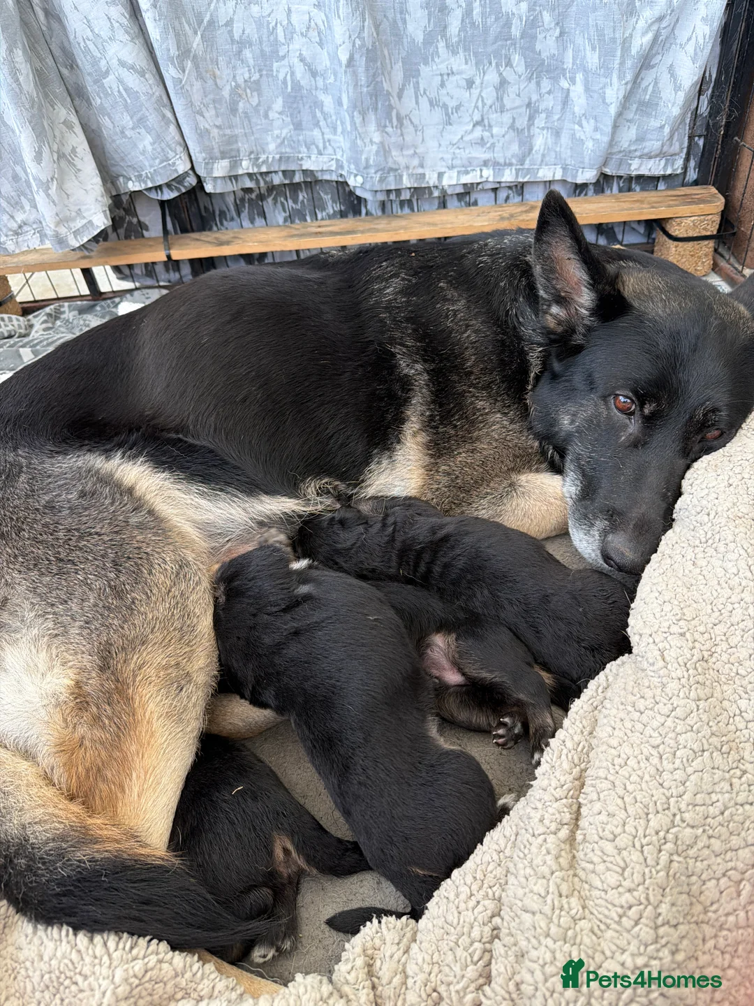 German Shepherd dogs for sale: Short haired German shepherd puppies  in Saint Leonards-on-sea - Advert 2