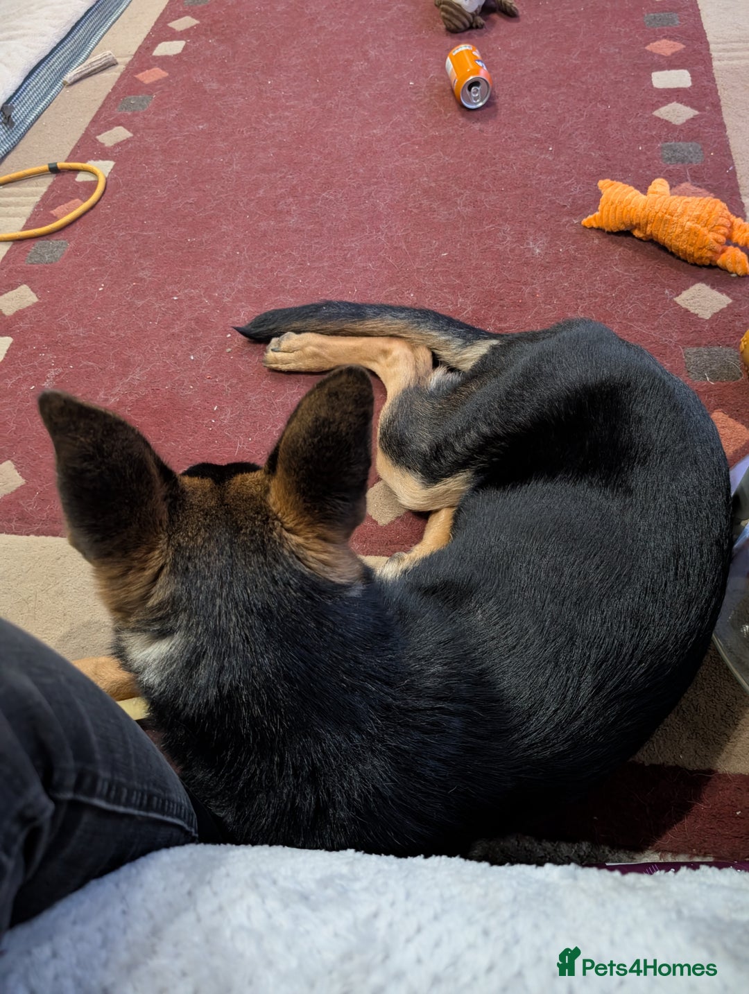 German Shepherd dogs for sale: German Shepherd Pup - Advert 8