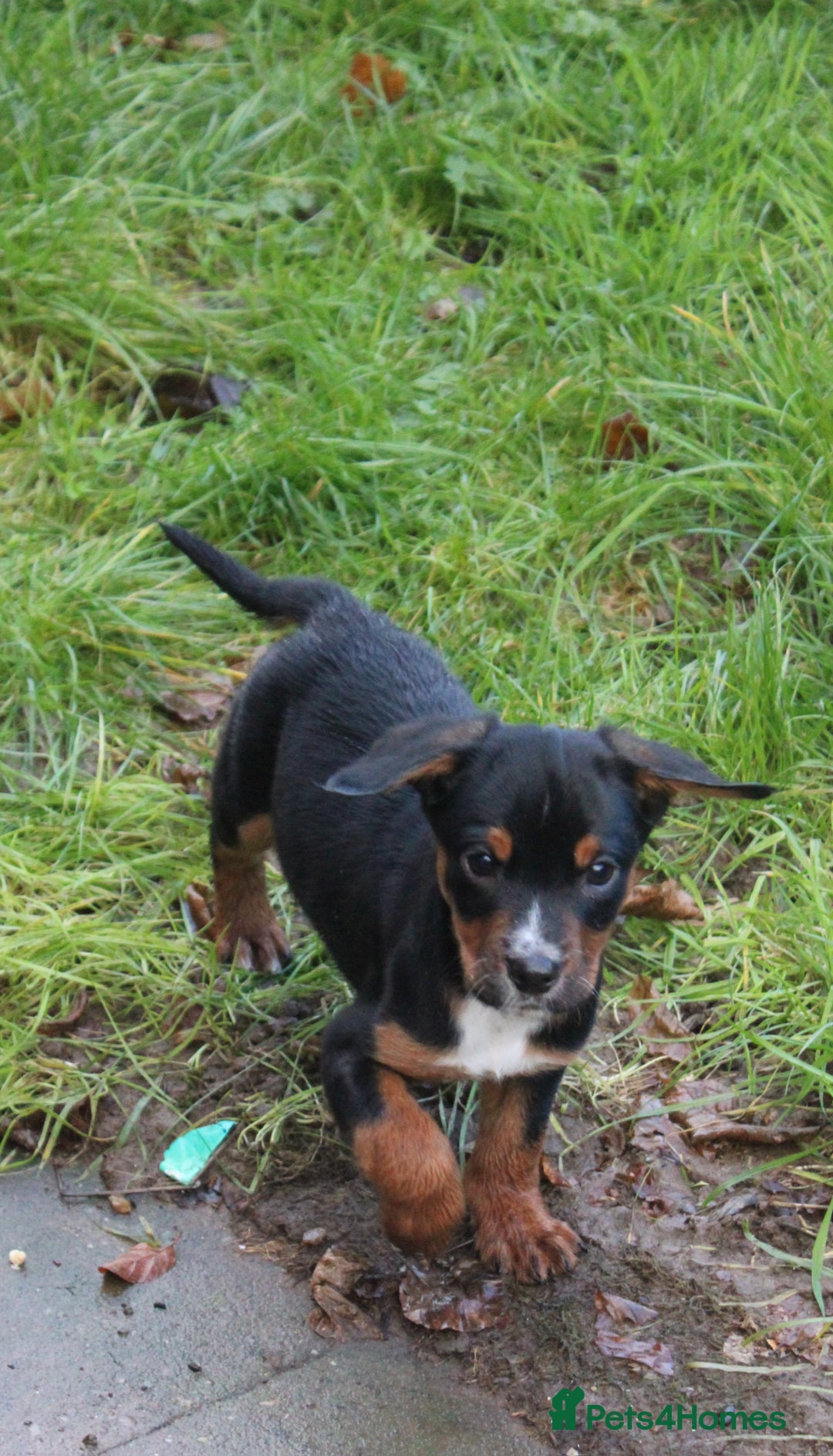 Mixed Breed dogs for sale: Cocker x Kelpie Puppies - Advert 12