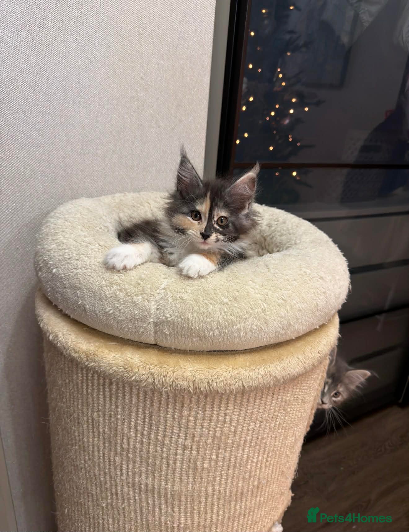 Maine Coon cats BEAUTIFUL GIRLS MAINE COON KITTENS AVAILABLE NOW🐱 - Advert 7