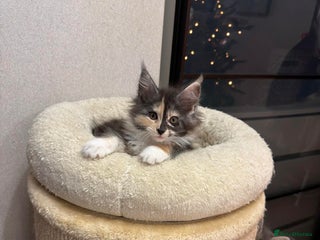 Maine Coon cats BEAUTIFUL GIRLS MAINE COON KITTENS AVAILABLE NOW🐱 - Advert 7