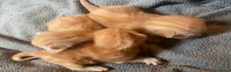 Mixed Breed cats for sale: Kittens - Advert 2