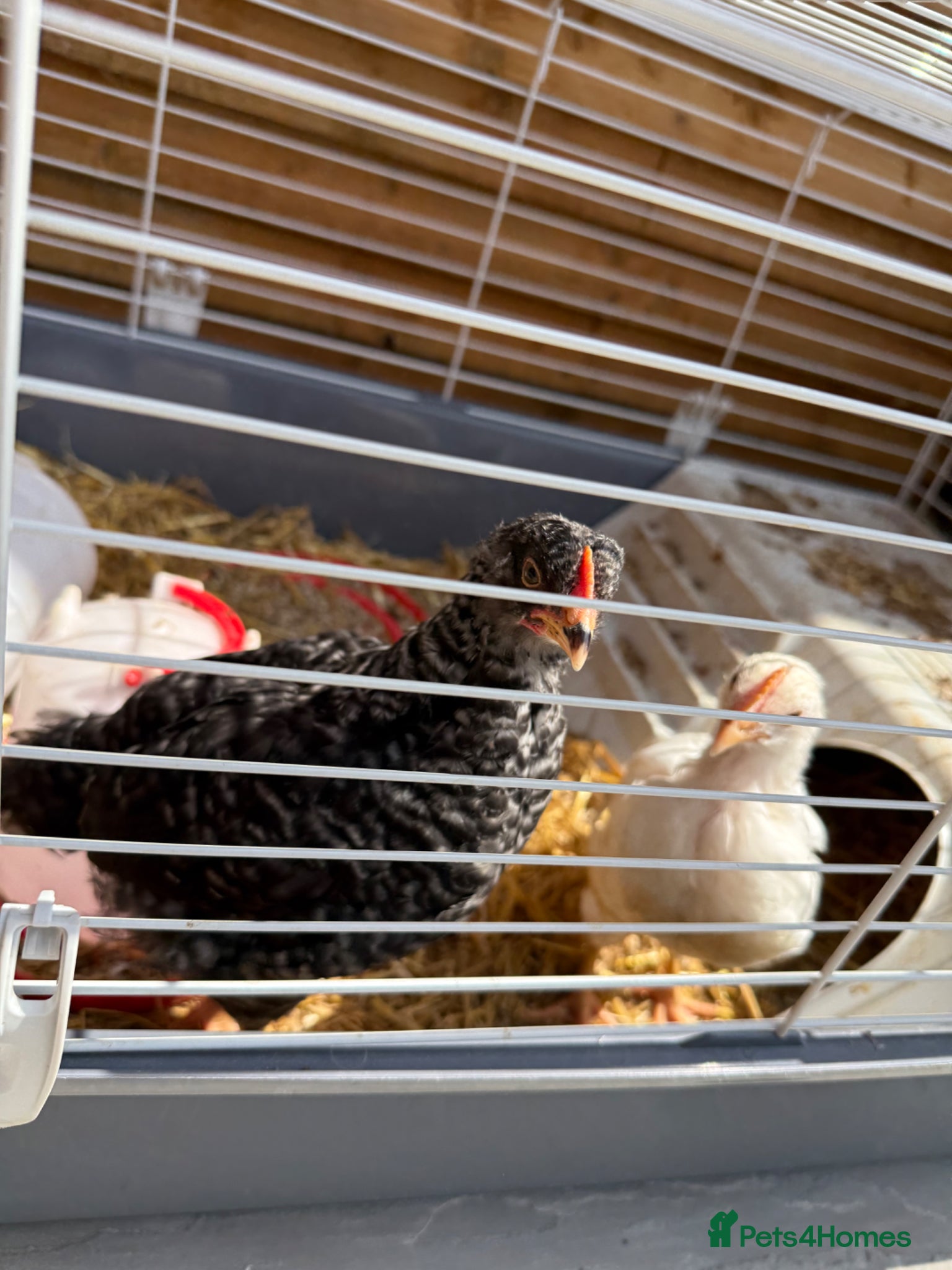 Chickens poultry Free Chickens  - Advert 10