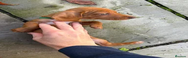 Miniature Dachshund Puppy 2