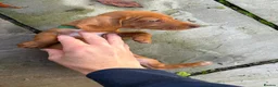 Miniature Dachshund dogs for sale: lovely miniature dachshunds puppies for sale in Worthing - Advert 5