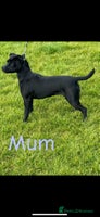 Patterdale Terrier dogs PATTERDALE PUPS FOR SALE, ** PUPS - Advert 7