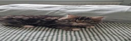 Mixed Breed cats for sale: 4 beautiful domestic longhair mixed kittens in Ellesmere Port - Advert 6