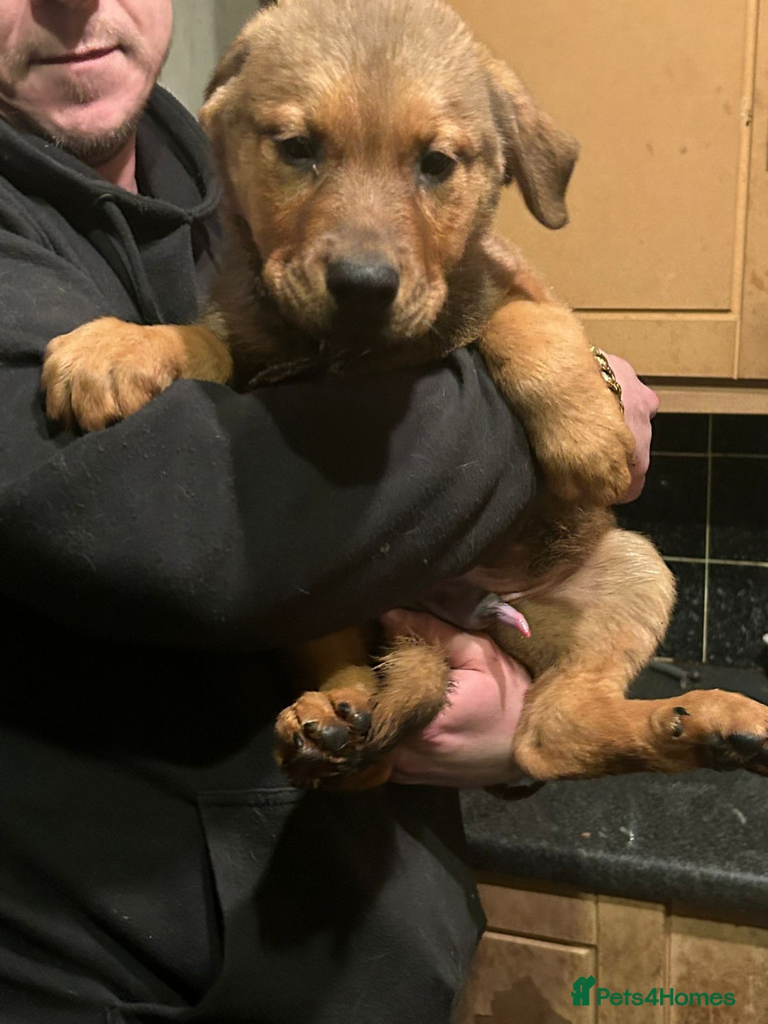 Mixed Breed dogs for sale: Masakiweiler pups - Advert 3