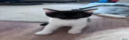 Domestic Shorthair cats for sale: Kittens for sale  - Advert 5
