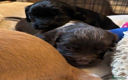 Cocker Spaniel dogs for sale: Gorgeous cocker spaniel ( working type) - Advert 12