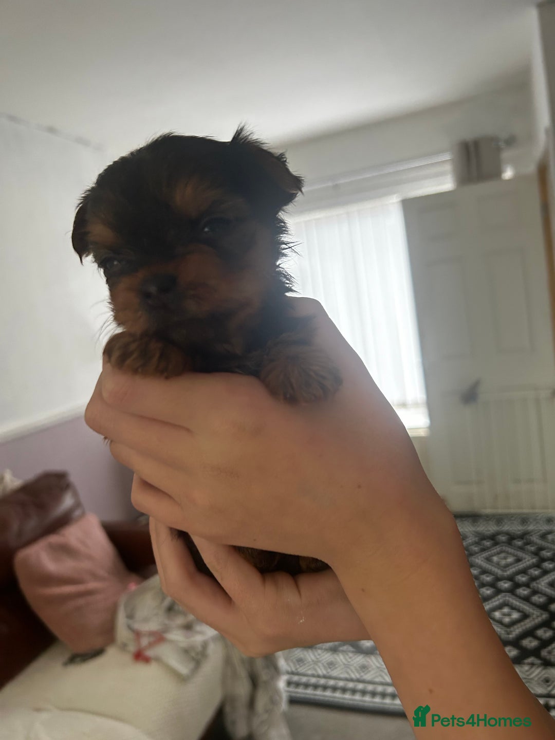 Yorkshire Terrier dogs for sale: Yorkshire Terrier Puppies  - Image 2