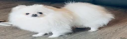 Pomeranian dogs for sale: Gorgeous White Kc babies 🌟🌟🌟🌟🌟 - Advert 2