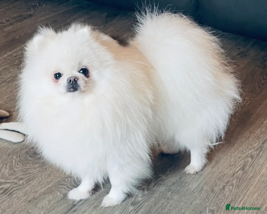 Pomeranian dogs for sale: Gorgeous White Kc babies 🌟🌟🌟🌟🌟 - Advert 2