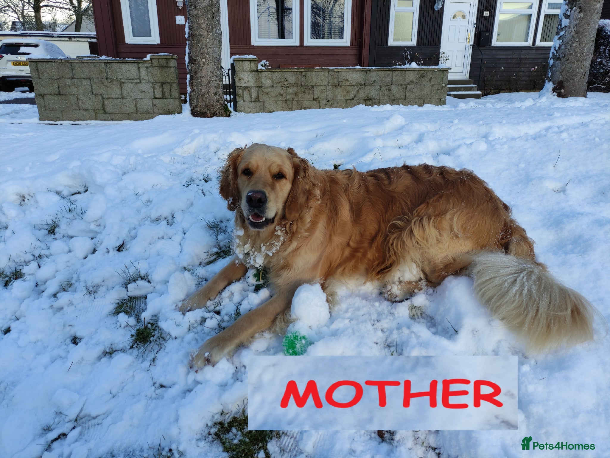 Golden Retriever dogs for sale: KC Registered 0/0 score Puppies 3 Females 2 Males - Advert 7