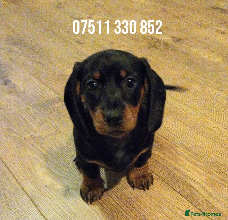 Dachshund dogs  Dachshund Puppy Male  - Advert 19