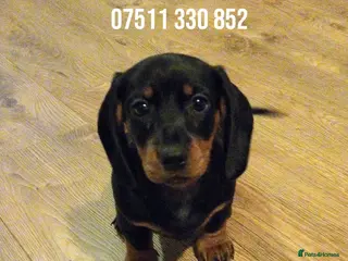 Dachshund dogs Dachshund Puppy Male - Advert 19