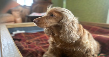 Cocker Spaniel dogs - Advert 15