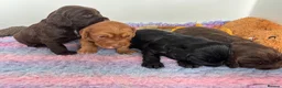 Cocker Spaniel dogs for sale: KC working cocker puppies 🖤girl & ❤️boy left - Advert 4