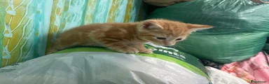 Persian Kitten 1