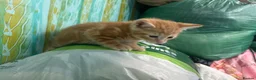 Persian cats for sale: Kittens Persian tabby  - Advert 7
