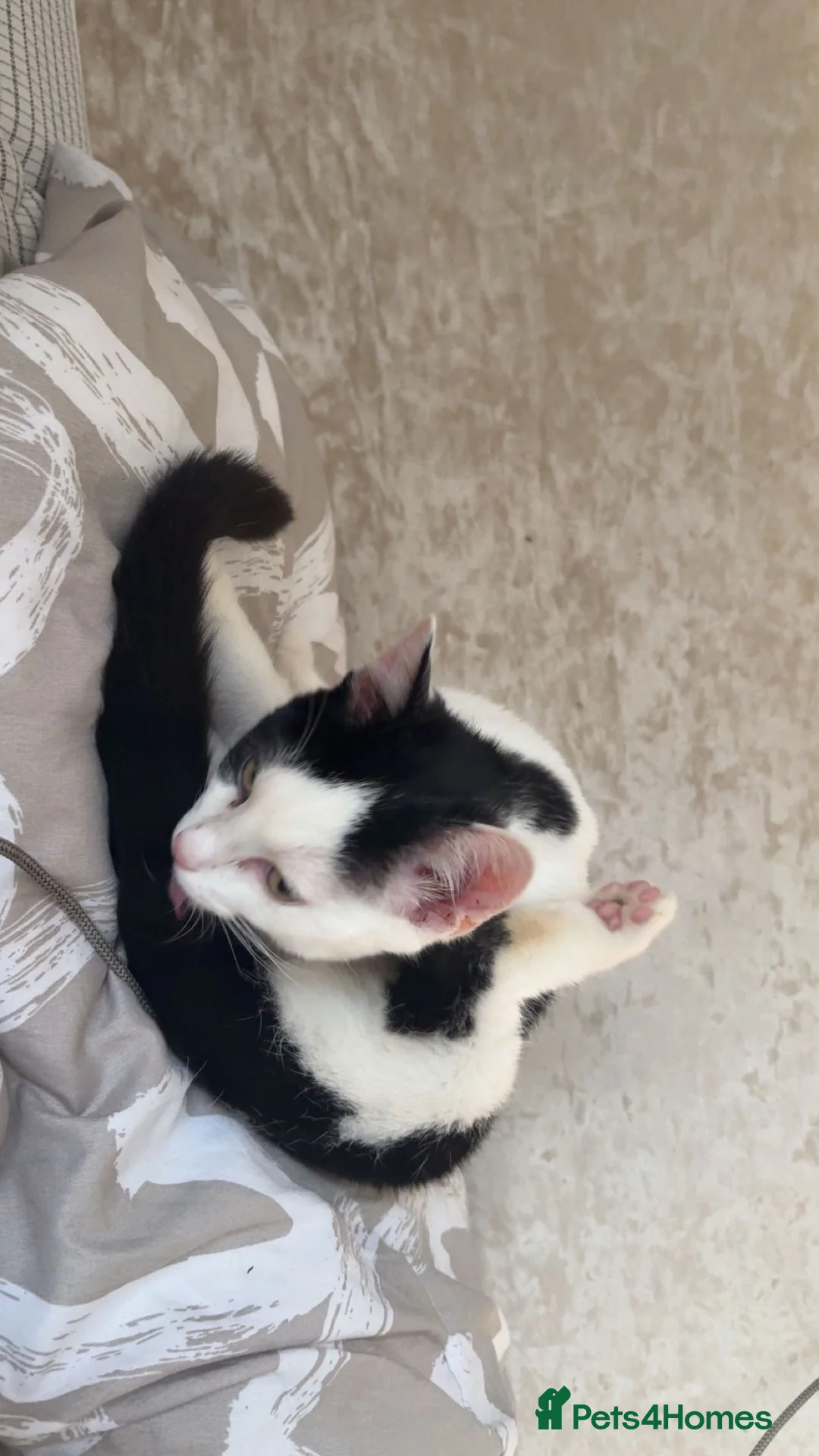 Mixed Breed cats for sale: Lola 10 month old cat in Roslin - Advert 2