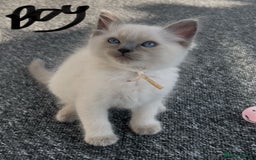Ragdoll cats for sale: Ragdoll kittens - Ready now  - Image 6