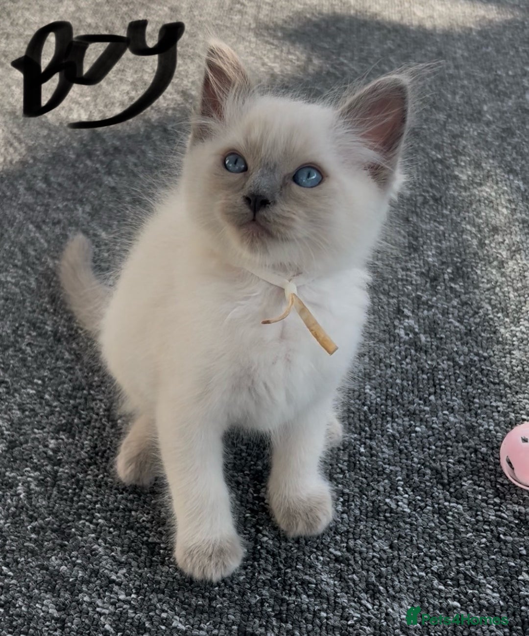 Ragdoll cats for sale: Ragdoll kittens - Ready now  - Image 6