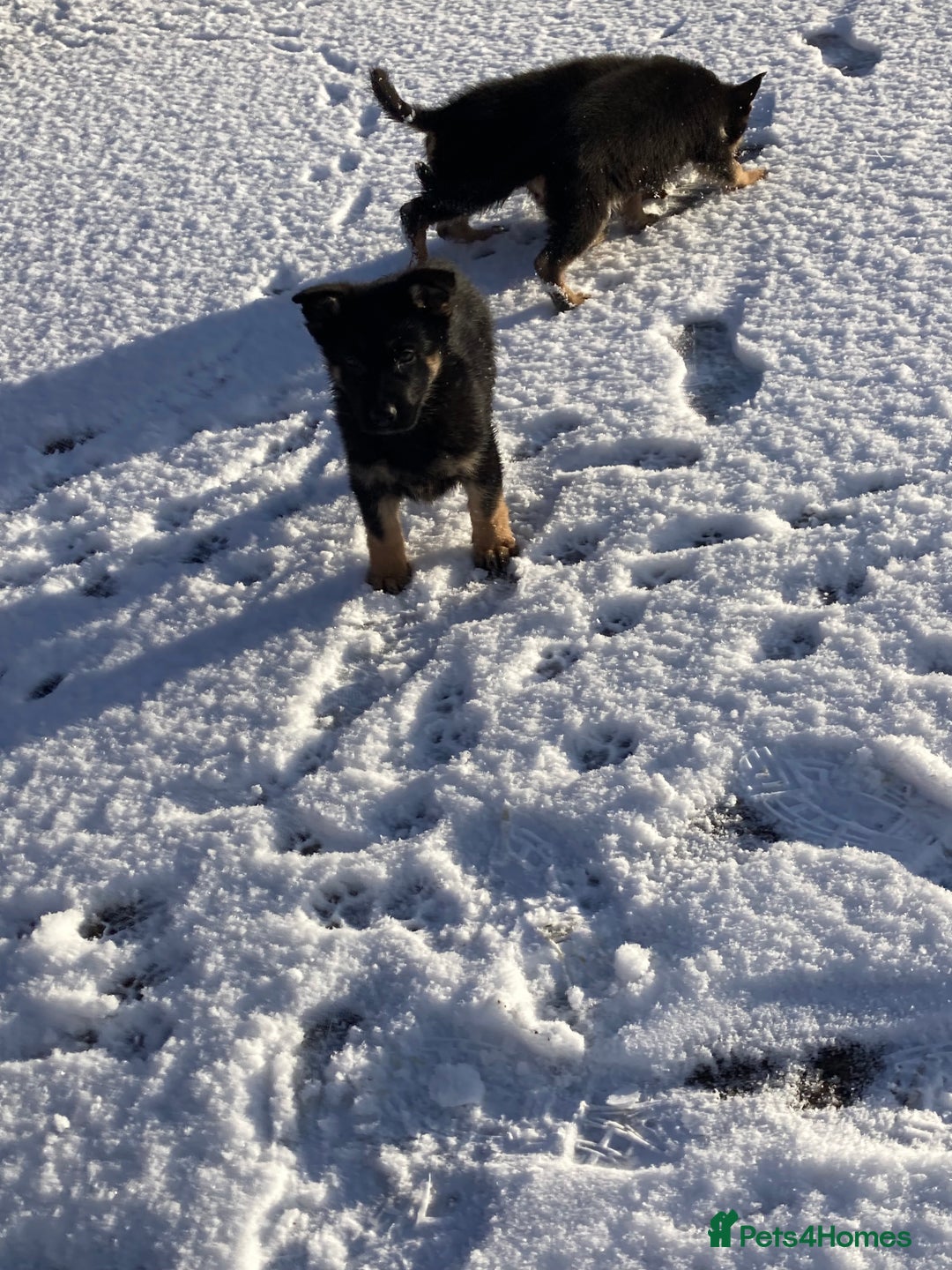 German Shepherd dogs for sale: Purebred German Shepard Male Puppies - Advert 5