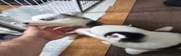 Siberian Husky dogs for sale: EBONY / ARYA SIBERIAN HUSKYS READY TO LEAVE  - Advert 23